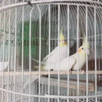 جفت عروس هلندی ۱۳۰۰