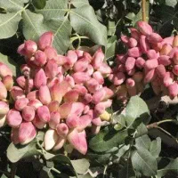 فروش باغ پسته و ویلا باغ  10 هکتاری