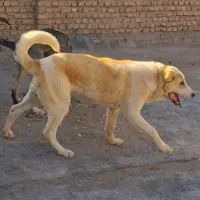 پژدر سراب افغان