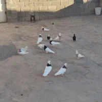 طوقی همه مدل