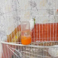 جفت مرغ عشق