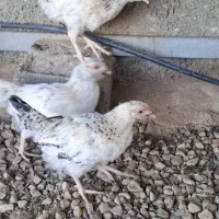 جوجه مرغ