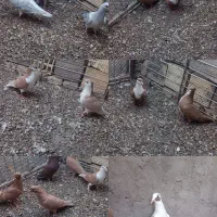 چند جفت رنگی کبوتر
