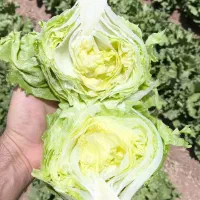 میوه تره بار