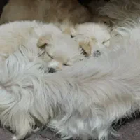 فروش سگ نژاداصیل شیتزون