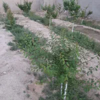 باغچه-592-متری-باسهمیه-آب-سنددار-تهاتر-انجام-میشه