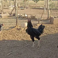 خروس گلین