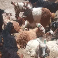 ۳۰تا بز وبزغاله پاییزه بزرگ جفتی ۴۲ ملیون