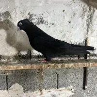 سیاه بوشهری