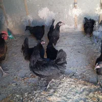 مرغ وخروس