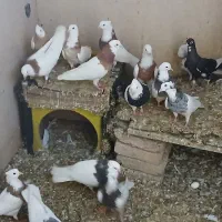 کبوتر طوقی جفت وجوجه دار همه رنگ