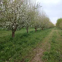 باغداری هرس درختان میوه سمپاشی خرید چوب خرید میوه