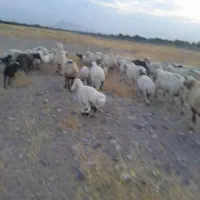 گوسفند