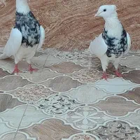 کفتر توقی