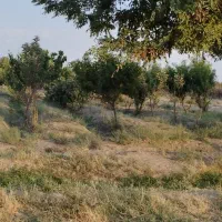 باغ-در-مجتمع-باغستان-دهشاد