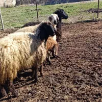 550000000|حیوانات مزرعه|سیلوانه, |دیوار