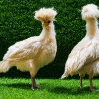 جوجه خروس سلطان