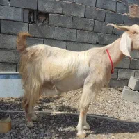 فروش بز سه کهره ای پر شیر