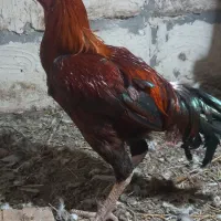 لاری