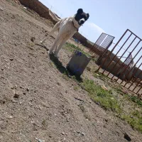 سگ ۲سال|سگ|کمیجان, |دیوار