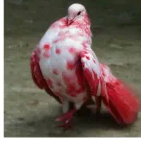 ماده شغالی گم شده اکرم آباد