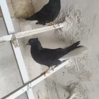 پرنده رنگی