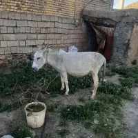 الاغ گله ای ، فروشی