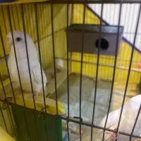 مرغ عشق هلندی چشم قرمز (باجیگار) دستی و جفت