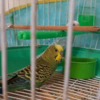 یک جفت مرغ عشق خواص جوان