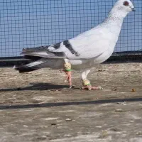 شامی نر سورمه دار