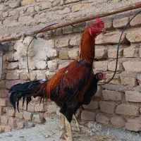 مرغ وخروس وجوجه لاری افغانی اوشامو