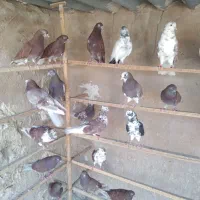 کبوتر نروماده