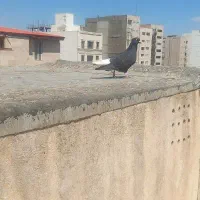 کبوتر|حیوانات|سبزوار, فرهنگیان|دیوار