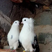 کبوتر پشتار
