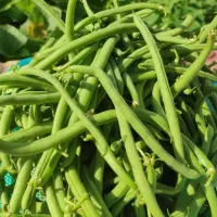 فروش لوبیا سبز