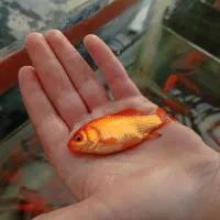 ماهی قرمز و غذا ماهی به صورت عمده