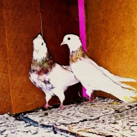 کبوتر طوقی|پرنده|کرج, کمال‌شهر|دیوار