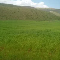 علف چینی با دروگر