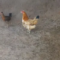 مرغ وخروس عربی