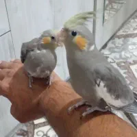 دو عدد جوجه عروس هلندی طوسی ۲ ماهه