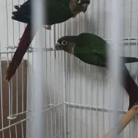 طوطی گرینچیک جفت