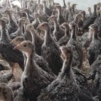 فروش 1200 قطعه جوجه بوقلمون یکماهه برنز.