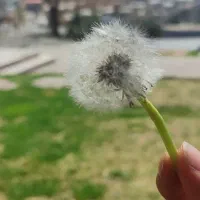 گل  ( کپشن مهم )
