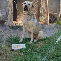 سگ پژدر