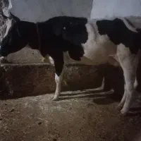 گاووگوساله هلشتاین