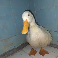 اردک ماده