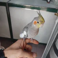 عروس هلندی دستی سخنگو۷ماهع