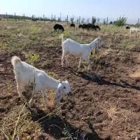 بز پاکستانی