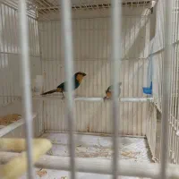 فنچ طوطی وار