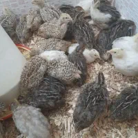 فروش بلدرچین ۳۰ روزه نر و ماده